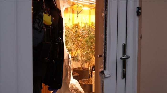 Police target cannabis production by organised criminal networks 