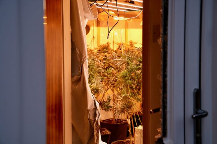 Cracking down on cannabis cultivation