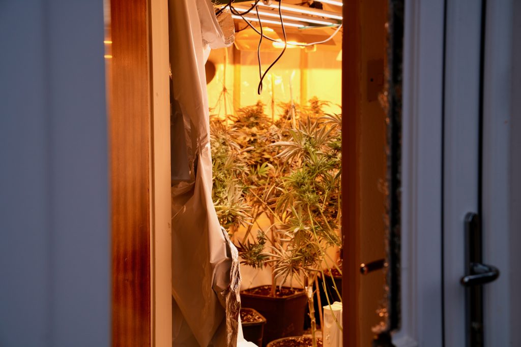Cracking down on cannabis cultivation