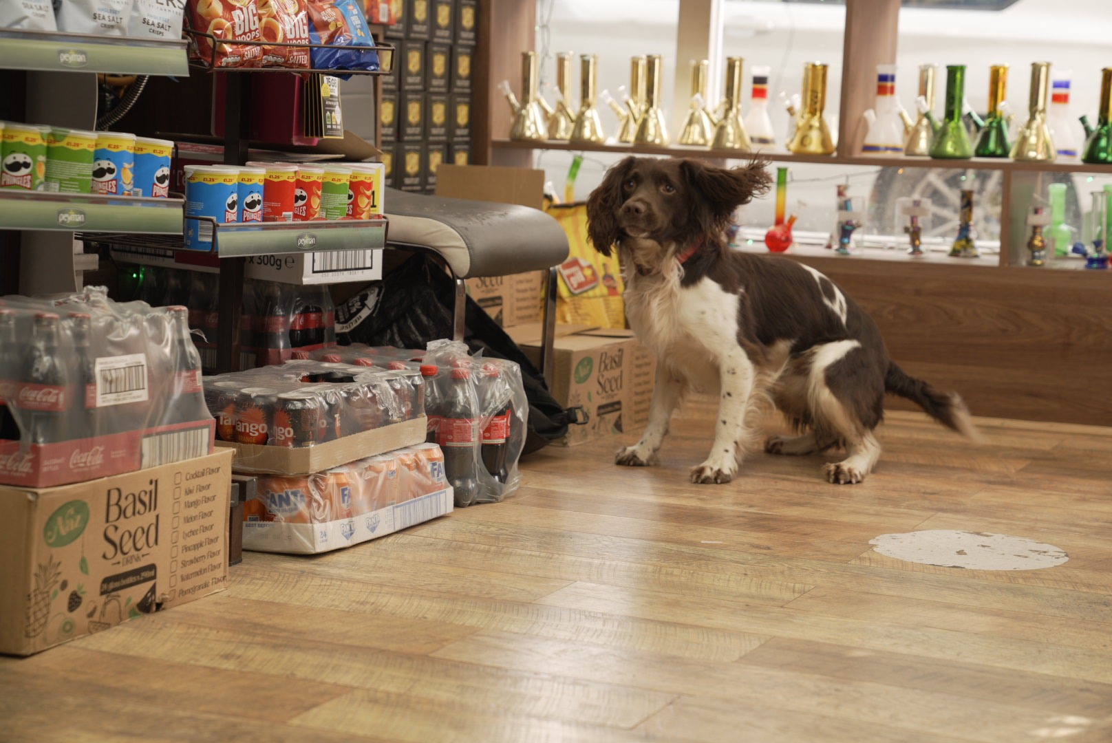 Tobacco search dog Griff discovers a stash of illegal tobacco