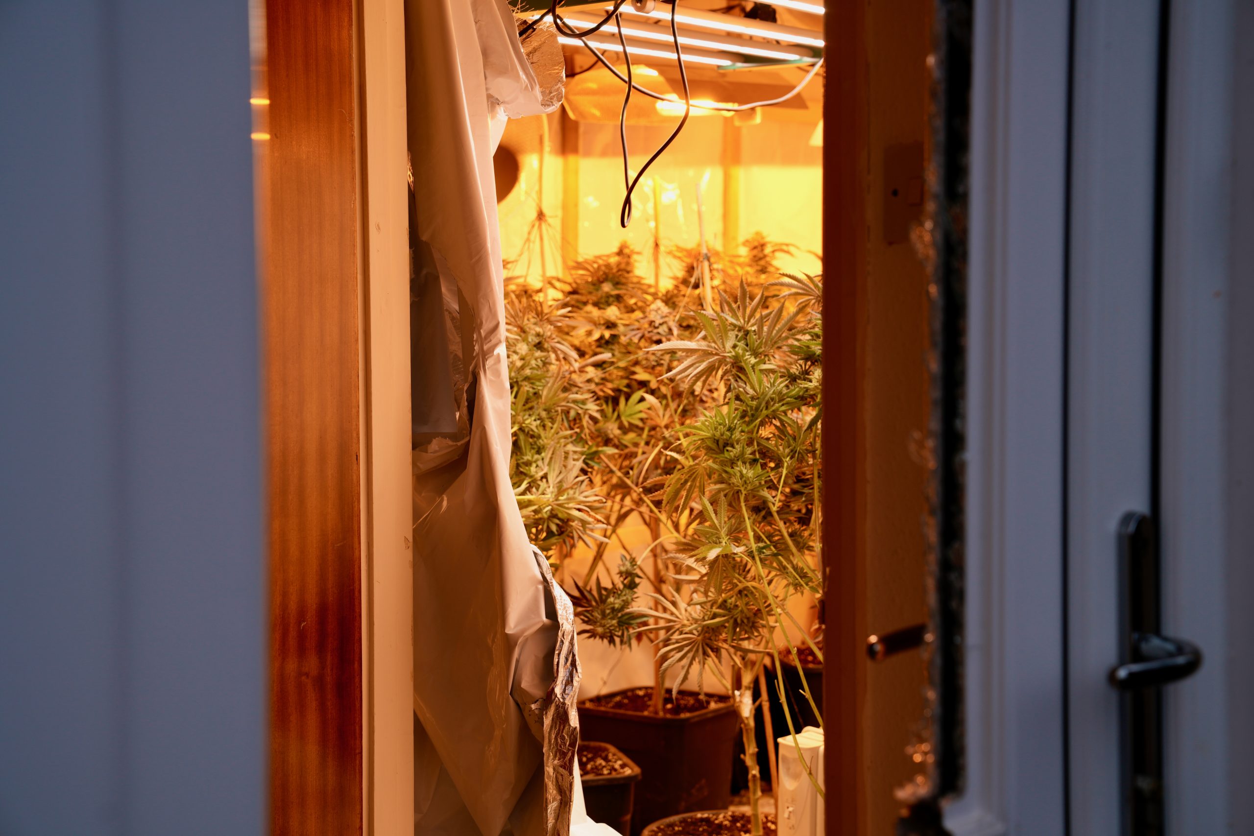 Cannabis plants pictured following a drugs bust carried out during the 11th Operation Scorpion